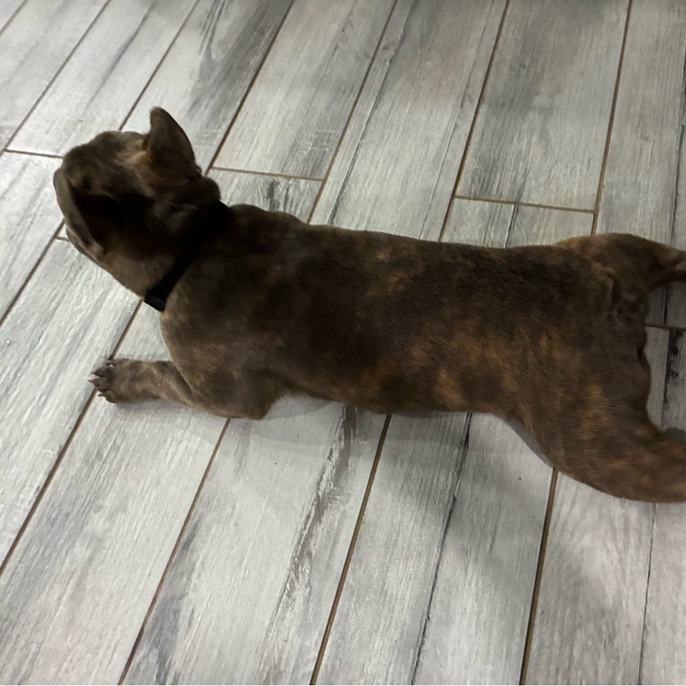 Elegant Tan Dog Collar